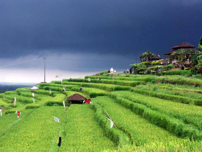Risaie verdi sotto un cielo nero, Gunungsari - Bali