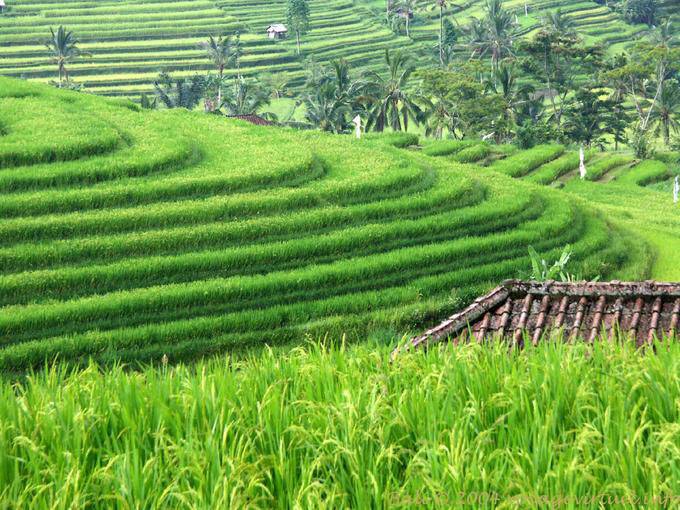 Terrazze girano, Gunungsari - Bali