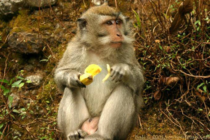 Singe à la banane Git Git Bali 