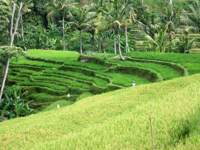 Verde risaia Gunung Kawi - Bali