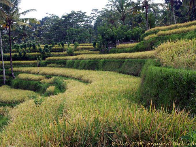 Paddy Pavimenti Gunung Kawi - Bali
