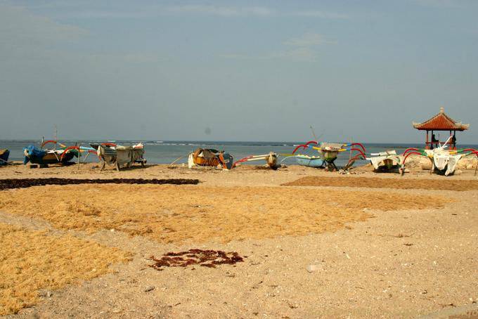 Essiccazione alghe, Nusa Dua Beach - Bali