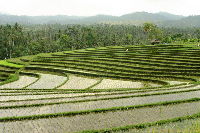 Panorama sulle curve di campi di riso, Pekutatan - Bali