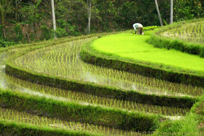 Riso trapianto, Pekutatan - Bali