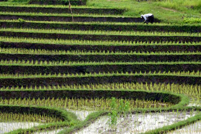 Pavimenti in un campo di riso, Pekutatan - Bali