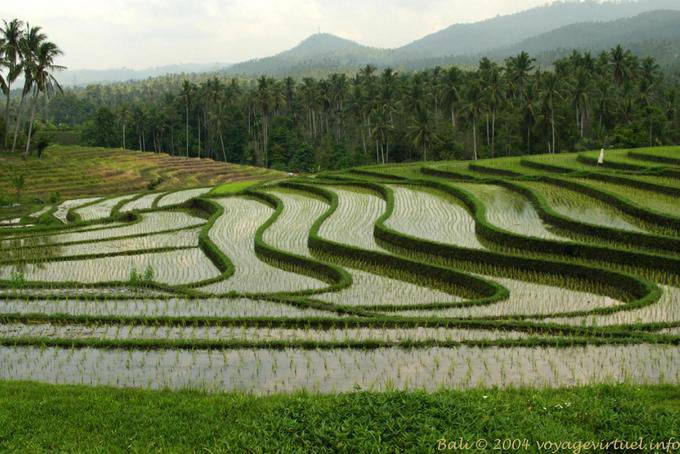 Ondate di campi di riso, Pekutatan - Bali