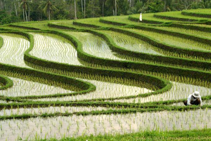 Ondulazioni di campi di riso, Pekutatan - Bali