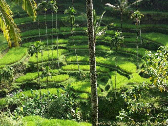 Risaie Circo, Gunung Kawi - Bali