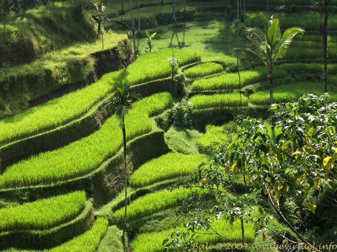 Tender verde della coltivazione del riso Pura Gunung Kawi- - Bali