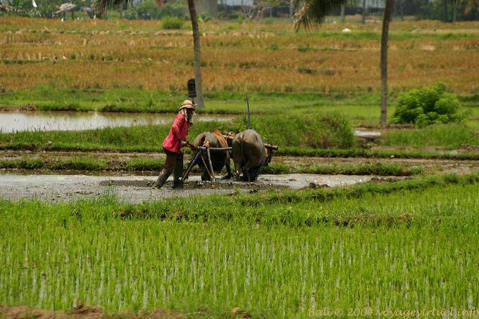 Buoi e riso aratro campi, Bali - Bali
