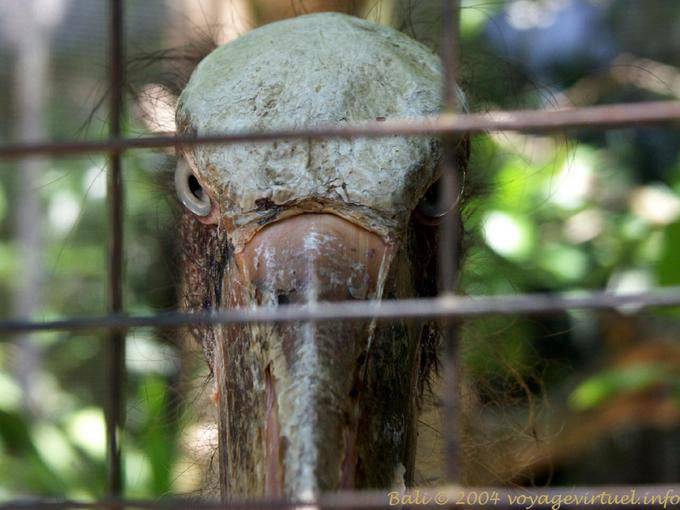 Occhi Uccello Bird Park, Taman Burung - Bali