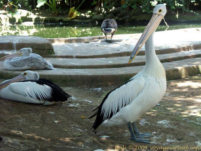Pellicani famiglia con gli occhiali, Taman Burung - Bali