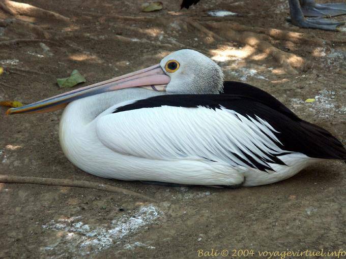 Pellicano, Taman Burung - Bali
