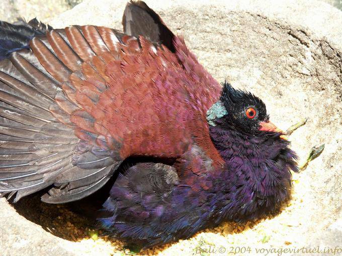 Colorate di uccelli del Bird Park Bali, Taman Burung - Bali