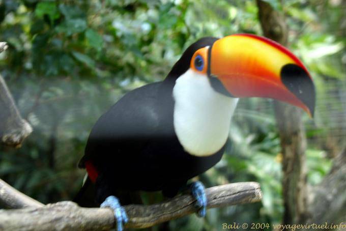 Toucan, Bali parco degli uccelli, Taman Burung - Bali