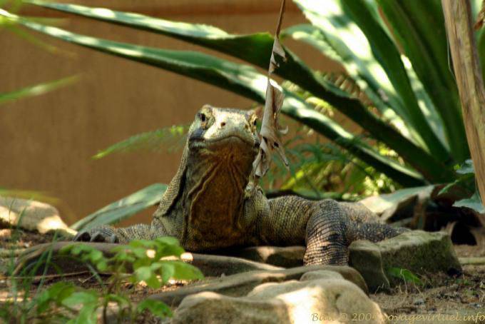 Drago di Komodo, Taman Burung - Bali