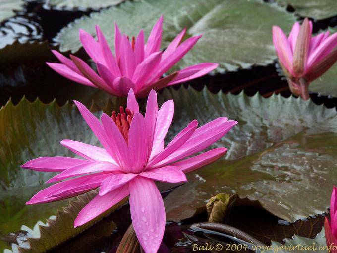 Lotus fiori meravigliosi, Tanah Lot - Bali