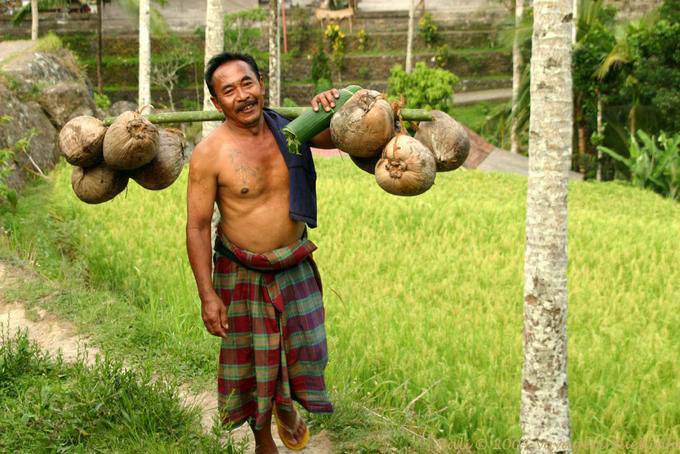 Uomo con la noce di cocco Tegallalang - Bali