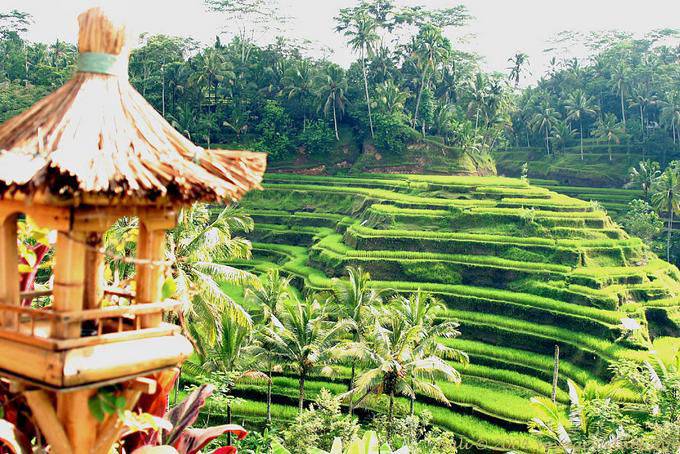 Terrazze di riso, Tegallalang - Bali