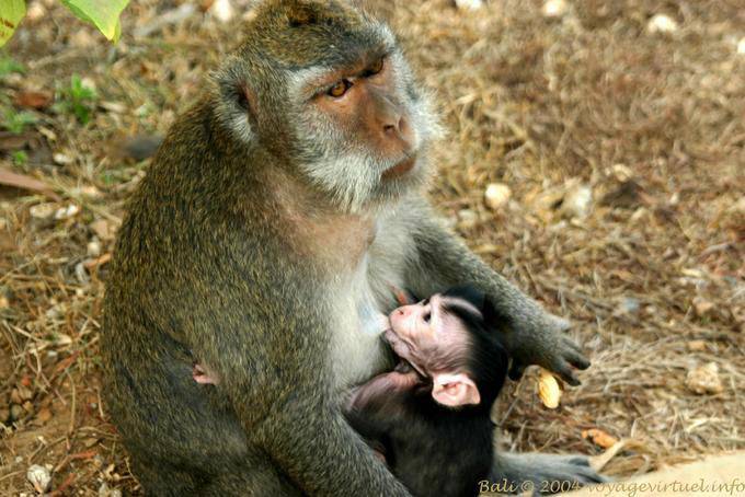 Mamma e bambino scimmia, Uluwatu - Bali