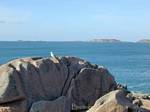 Gull Island Tomé e fuori, Perros Guirec, Bretagna, Francia.