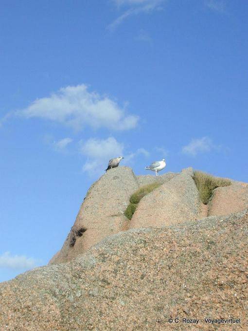 Gli uccelli marini, i costumi sentiero, Ploumanac'h, Bretagna - Francia