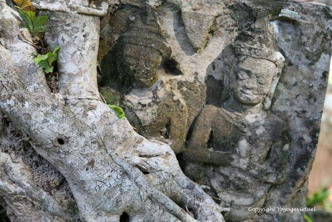 Sculture in radici, Banteay Kdei, Angkor, Cambogia