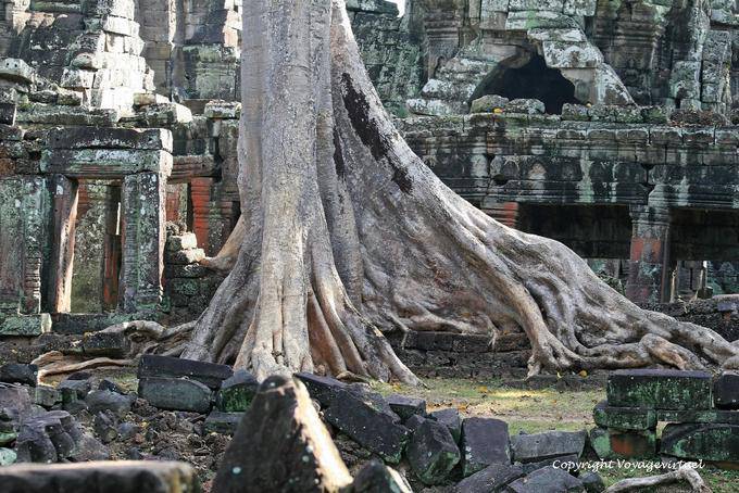 Formaggio gigante invadendo il sito, Banteay Kdei, Angkor, Cambogia