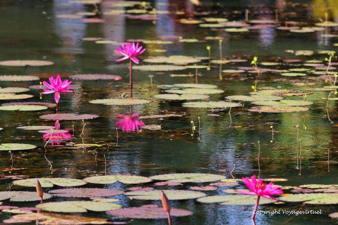 Ninfee nel fossato di Banteay Srei, Angkor, Cambogia