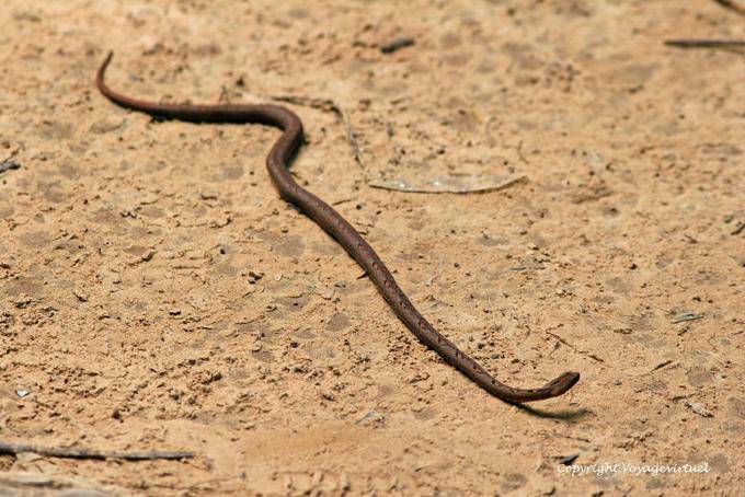 Giro Serpente sul sito Kbal Spean, Angkor, Cambogia