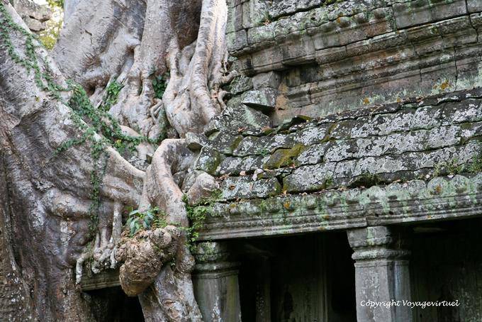 Preah Khan penetrazione radice, Angkor, Cambogia