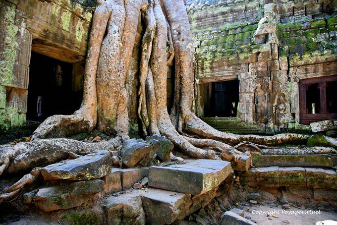 Radici entrelac e pareti, Ta Prohm, Angkor, Cambogia