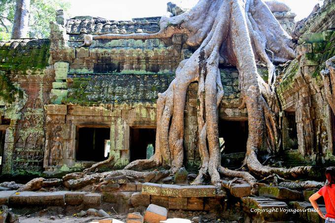 Roots nudiflora Tetrameles, Ta Prohm Rajavihara, Angkor, Cambogia