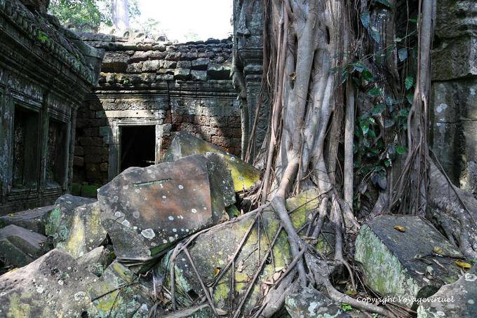 Rovine ricoperte di vegetazione, Ta Prohm, Angkor, Cambogia