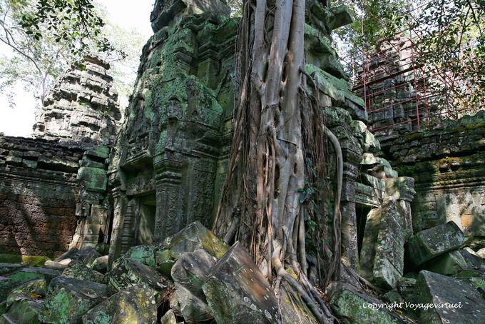 Architettura Privacy e la natura a Ta Prohm, Angkor, Cambogia