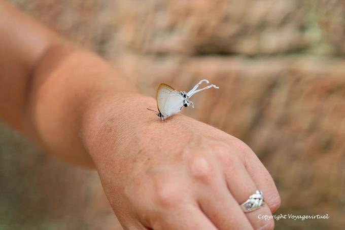 Farfalla a disposizione, Ta Prohm, Angkor, Cambogia