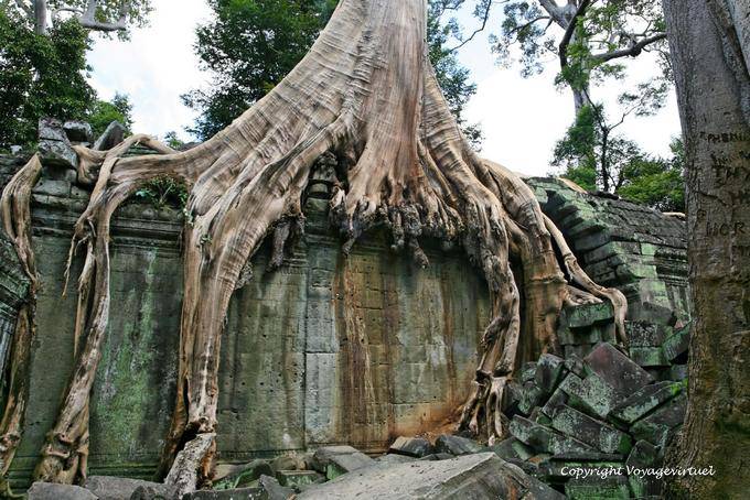 Albero presa una parete interna, Ta Prohm,, Angkor, Cambogia