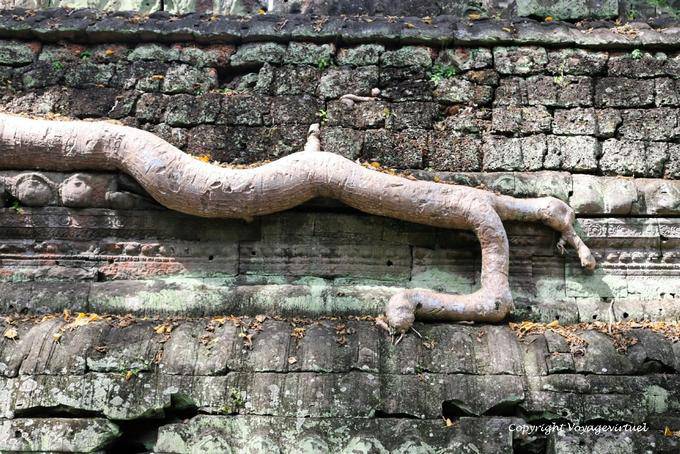 Radice invasiva, Ta-Prohm, Angkor, Cambogia