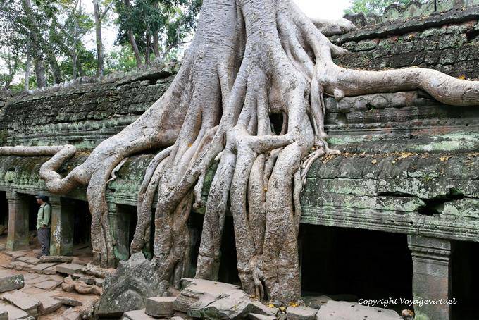 Albero Root nel muro di gorupa, Ta Prohm,, Angkor, Cambogia