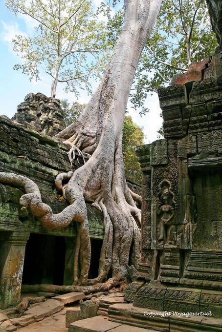 Root Balance, Ta-Prohm, Angkor, Cambogia