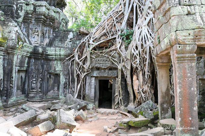 Radici aggrovigliate sulla porta, Ta-Prohm, Angkor, Cambogia