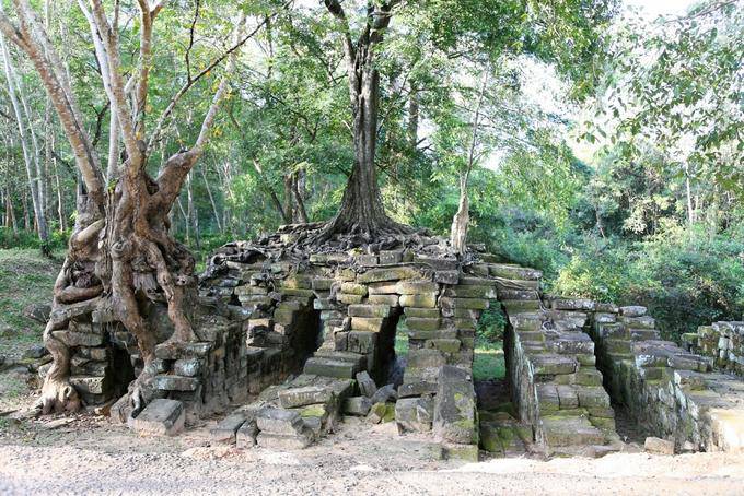 Miscela di rovine e alberi intrecciati radici, Prasat Thom Manon, Angkor, Cambogia