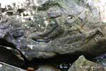 Vishnu disteso sul mare primordiale, Kbal Spean, Cambogia.