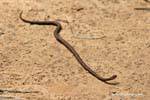 Giro Serpente sul sito Kbal Spean, Cambogia.