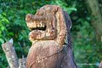 I denti di leone, Preah Khan, Cambogia.