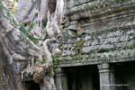 Preah Khan penetrazione radice, Cambogia.