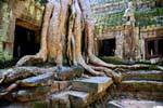 Radici entrelac e pareti, Ta Prohm, Cambogia.