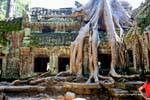 Roots nudiflora Tetrameles, Ta Prohm Rajavihara, Cambogia.