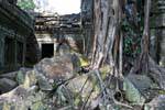 Rovine ricoperte di vegetazione, Ta Prohm, Cambogia.