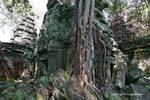 Architettura Privacy e la natura a Ta Prohm, Cambogia.